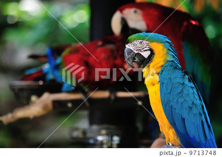 ルリコンゴウインコ 9713748