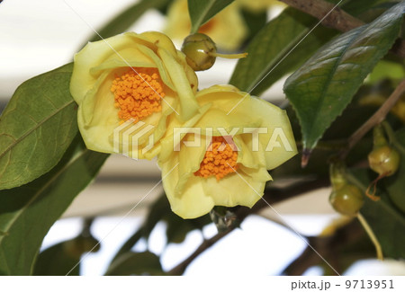 ハイドウンツバキ ハイドウンツバキ 9713951