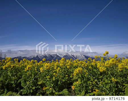 菜の花と雪山 9714176