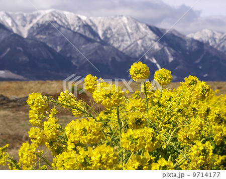 菜の花と雪山 菜の花と雪山 9714177