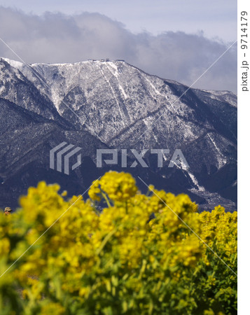 菜の花と雪山 菜の花と雪山 9714179