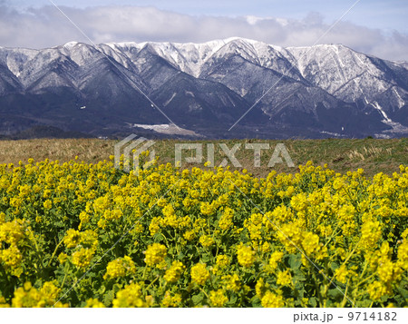 菜の花と雪山 菜の花と雪山 9714182
