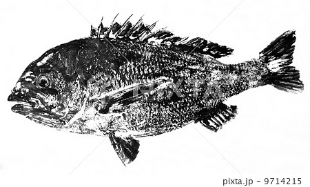 クロダイの魚拓のイラスト素材 [9714215] - PIXTA