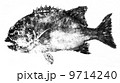 イシダイの魚拓 9714240