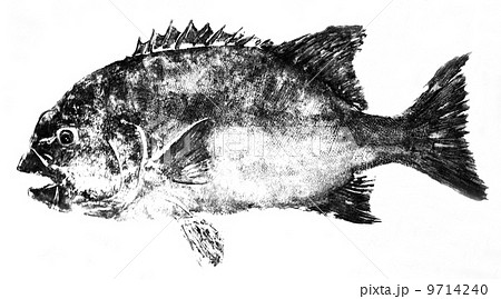 立体魚拓 イシダイ 石鯛 イシダイ(石鯛)を通販で購入!値段は?おすすめ