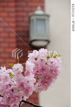 玄関を背景にした八重桜 玄関を背景にした八重桜 9714258