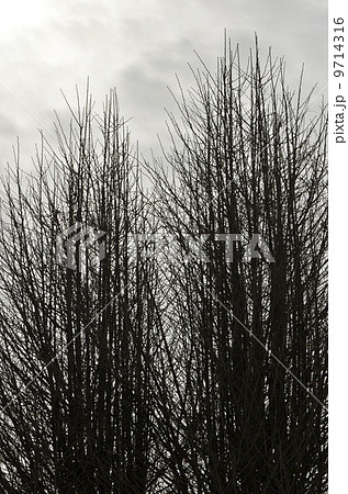 冬木立ち（銀杏） 9714316