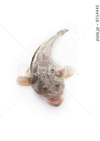 コチの写真素材