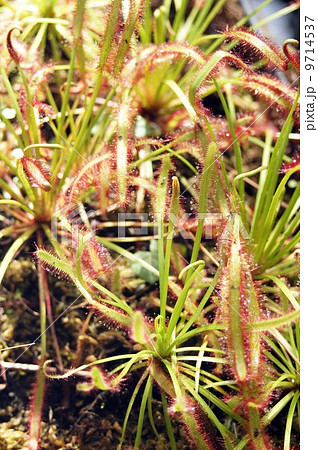 アフリカナガバモウセンゴケ 9714537