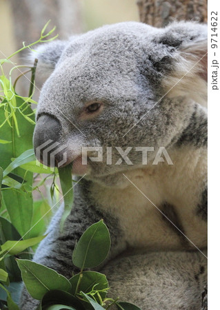 雄のコアラ 9714622