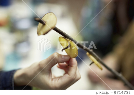 A person placing thin slices of potato on a tree branch. Campfire cooking.  9714755
