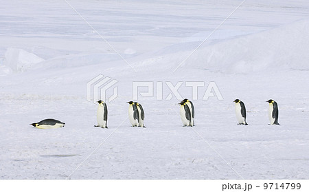 A row of Emperor penguins walking across the ice and snow, in single file. One lying on its stomach sliding along.  9714799