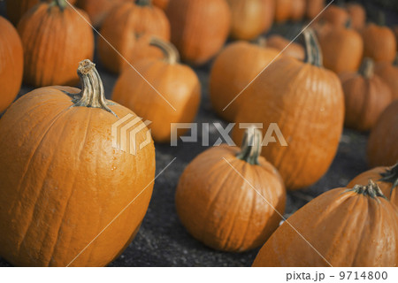 A large collection of pumpkins set out to harden off.  9714800