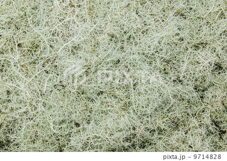 Close up of Methuselah's Beard lichen (Usnea longissma) Close up of Methuselah's Beard lichen (Usnea longissma) 9714828