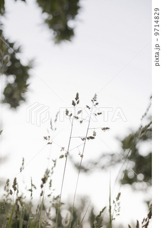 Delicate grasses viewed against the sky.  9714829