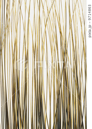 Detail of ornamental grasses on white background 9714863