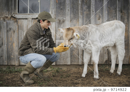 A small organic dairy farm with a mixed herd of cows and goats.  Farmer working and tending to the animals. 9714922