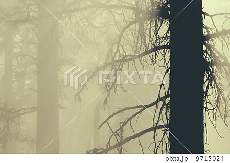 A controlled forest burn, a deliberate fire set to create a healthier and more sustainable forest ecosystem. The prescribed burn of forest creates the right condition for regrowth. A controlled forest burn, a deliberate fire set to create a healthier and more sustainable forest ecosystem. The prescribed burn of forest creates the right condition for regrowth. 9715024