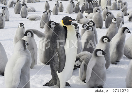 A group of Emperor penguins, one adult animal and a large group of penguin chicks. A breeding colony. A group of Emperor penguins, one adult animal and a large group of penguin chicks. A breeding colony. 9715076