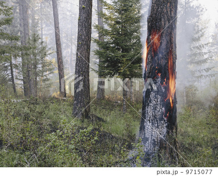 A controlled forest burn, a deliberate fire set to create a healthier and more sustainable forest ecosystem. The prescribed burn of forest creates the right condition for regrowth. 9715077