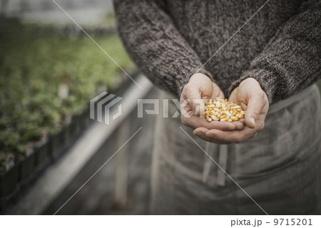 Spring Planting. A man holding a handful of plant seeds. Spring Planting. A man holding a handful of plant seeds. 9715201