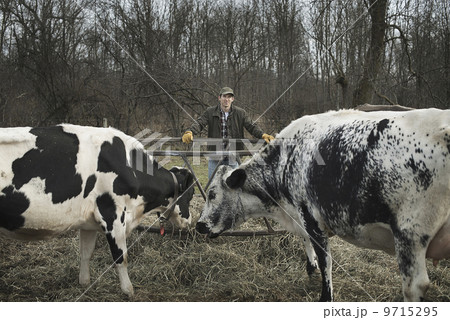 A small organic dairy farm with a mixed herd of cows and goats.  Farmer working and tending to the animals. 9715295