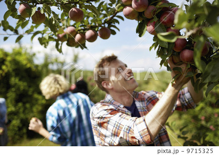 Rows of fruit trees in an organic orchard. A group of people picking the ripe apples. Rows of fruit trees in an organic orchard. A group of people picking the ripe apples. 9715325