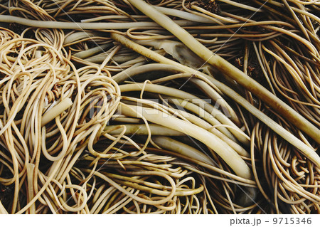 Pile of bull kelp seaweed, close up, Ocean Park Pile of bull kelp seaweed, close up, Ocean Park 9715346
