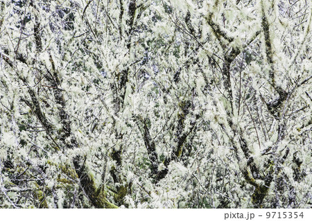 Methuselah's Beard lichen growing on trees 9715354