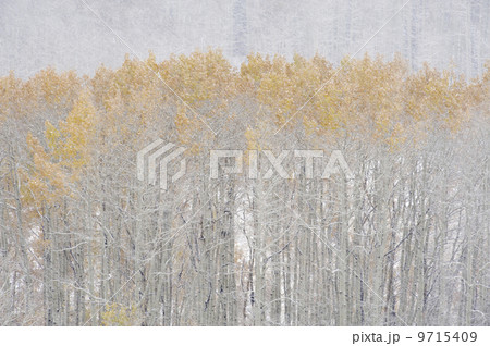 Aspen trees in autumn during snow fall. The Wasatch Mountains in Utah. 9715409
