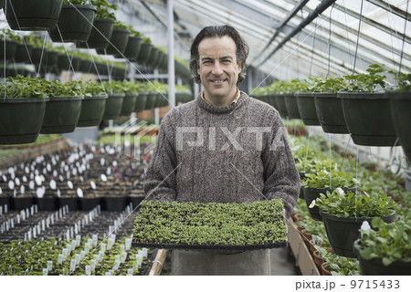 Spring growth in an organic plant nursery. A man holding a tray of healthy green seedlings. 9715433
