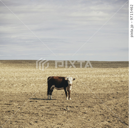 A cow standing in an open field in Palouse, in Whitman County, Washington, in the USA. 9715462