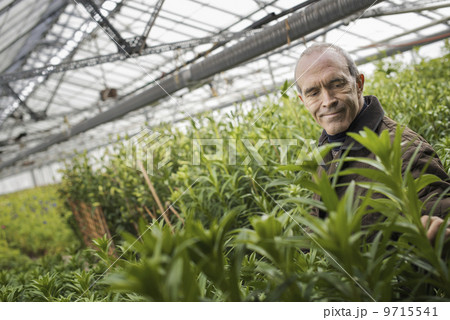A man working in an organic plant nursery glasshouse in early spring. 9715541