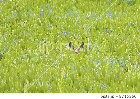 A mule deer hiding in a field of wild flowers and plants, false hellebore. Ears visible. A mule deer hiding in a field of wild flowers and plants, false hellebore. Ears visible. 9715566