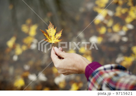 A woman holding out an autumn leaf. A maple leaf turning brown.  9715621