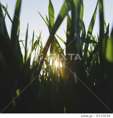Low angle view of green, lush field of wheat, and the setting sun behind the stalks and stems, at dusk, near Pullman in Washington state, USA Low angle view of green, lush field of wheat, and the setting sun behind the stalks and stems, at dusk, near Pullman in Washington state, USA 9715639