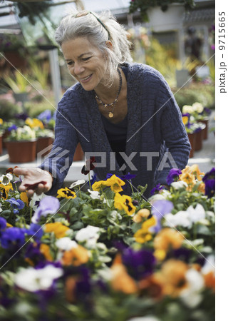 A woman working tending flowering plants on a workbench in a bin a glass house. A woman working tending flowering plants on a workbench in a bin a glass house. 9715665
