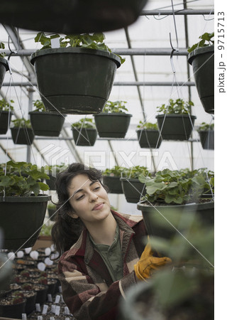 Spring growth in an organic plant nursery glasshouse. A woman working, checking plants and seedlings. Spring growth in an organic plant nursery glasshouse. A woman working, checking plants and seedlings. 9715713