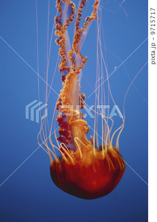 Black sea nettle jellyfish underwater, in the Monterey Bay Aquarium. 9715717