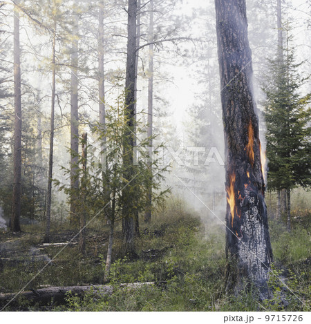 A controlled forest burn, a deliberate fire set to create a healthier and more sustainable forest ecosystem. The prescribed burn of forest creates the right condition for regrowth. 9715726