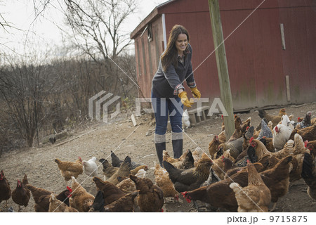 A small organic dairy farm with a mixed herd of cows and goats.  Farmer working and tending to the animals. 9715875