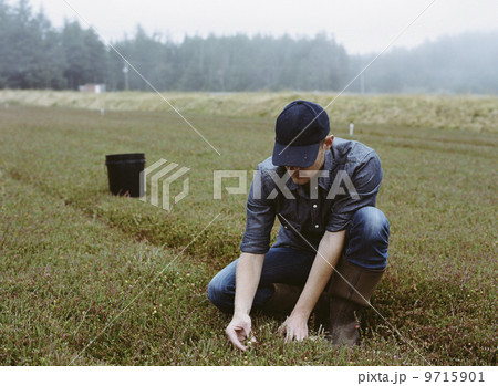 A cranberry farm in Massachusetts. Crops in the fields. A young man working on the land, harvesting the crop. A cranberry farm in Massachusetts. Crops in the fields. A young man working on the land, harvesting the crop. 9715901