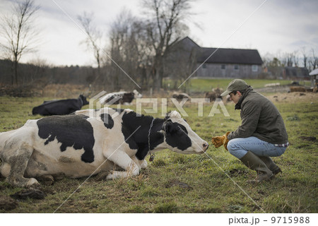 A small organic dairy farm with a mixed herd of cows and goats.  9715988