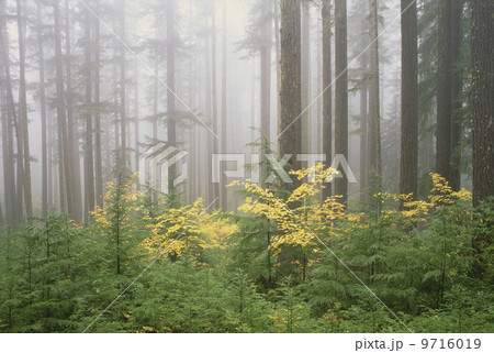 Hemlock and vine maple trees in the Umpqua National Forest. Green and yellow foliage. Hemlock and vine maple trees in the Umpqua National Forest. Green and yellow foliage. 9716019
