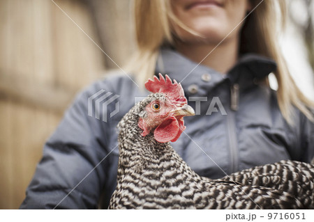 A woman wearing a grey coat and holding a chicken. A woman wearing a grey coat and holding a chicken. 9716051