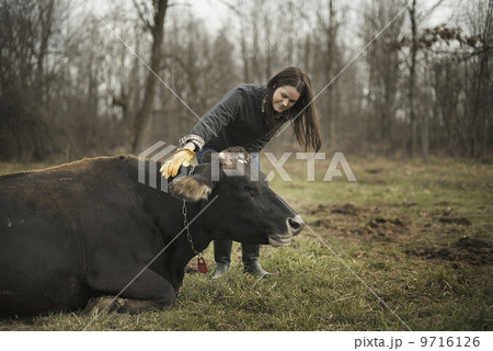 A small organic dairy farm with a mixed herd of cows and goats.  Farmer working and tending to the animals. 9716126