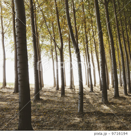 Cottonwood trees planted in ordered rows, casting long shadows on the ground. Commercial arboriculture, a tree nursery or farm. 9716194