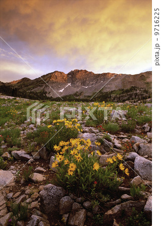Landscape of Little Cottonwood Canyon, with the Devil's Castle mountain peak, in the Wasatch mountain range. Wild flowers. Sunset. Landscape of Little Cottonwood Canyon, with the Devil's Castle mountain peak, in the Wasatch mountain range. Wild flowers. Sunset. 9716225