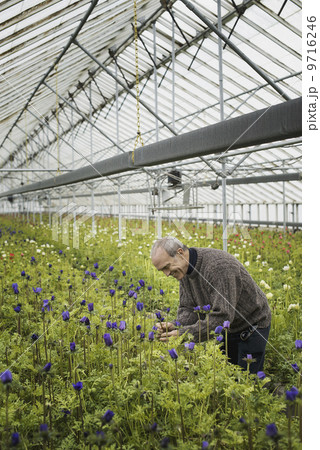 A man working in an organic plant nursery glasshouse in early spring. 9716246
