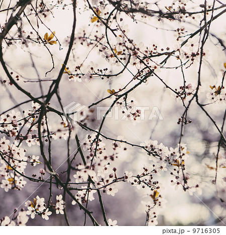 Blooming ornamental plum tree. Pink blossom on the branches. Spring in Seattle 9716305